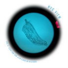 Shaw Concepts ReUp Bandolier .308 viewed under night vision showing low IR signature, modular rifle mag carrier designed for low visibility combat gear, military night operations, law enforcement duty deployments, and covert tactical reload setups made in the USA